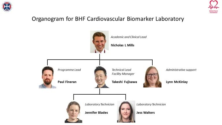 An organogram for the BHF Cardiovascular Biomarker Laboratory. This shows Prof Nicholas Mills as the Academic and Clinical Lead of the Laboratory, managing Programme Lead Paul Fineran, Technical Lead and Facility Manager Takeshi Fujisawa, and Administrative Support Lynn McKinlay. In turn, Takeshi Fujisawa manages Laboratory Technicians Jennifer Blades and Jess Walters.