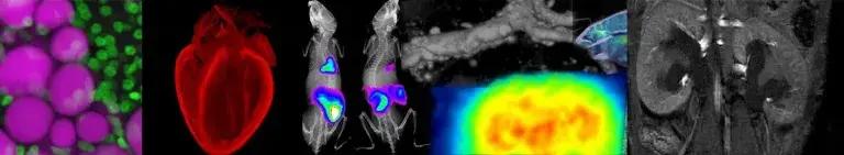 Banner image detailing colourful microscopy and imaging of biological tissues