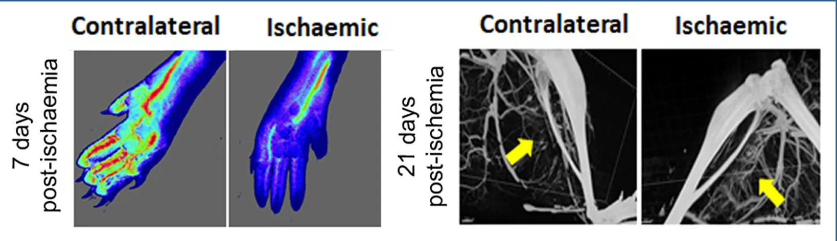 contralateral and ischaemic images of hands and legs, 7 and 21 days post-ischaemia