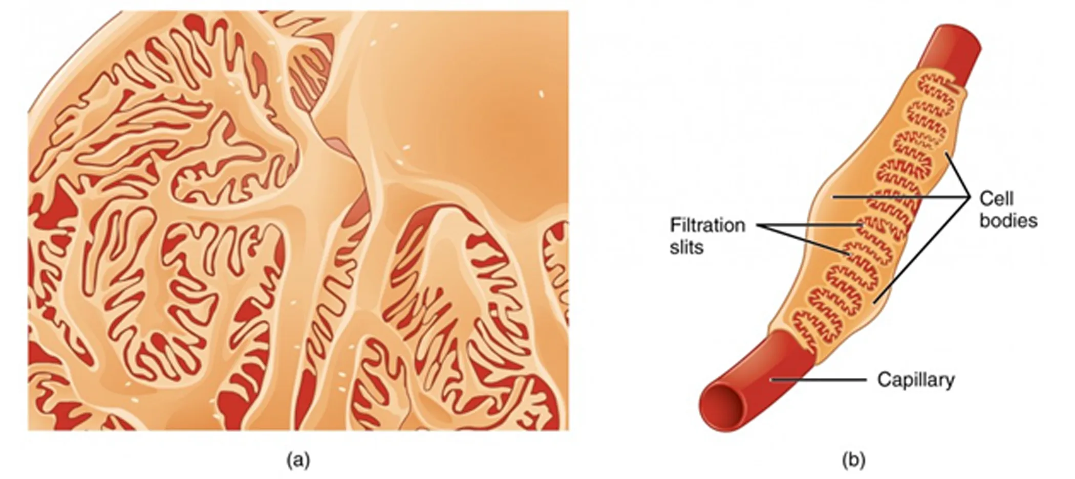Schematic of podocyte foot processes, and podocytes enveloping a capillary