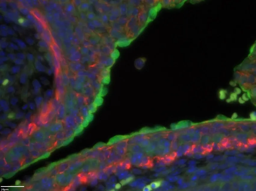 Green red and blue image of mesothelium visceral WAT
