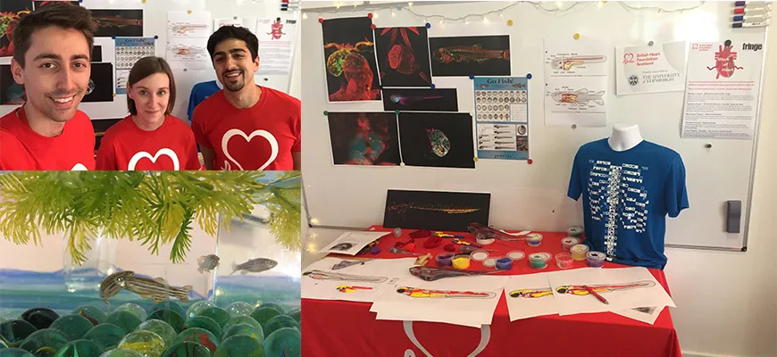 Combined image of three photos from BHF Fringe event about zebrafish