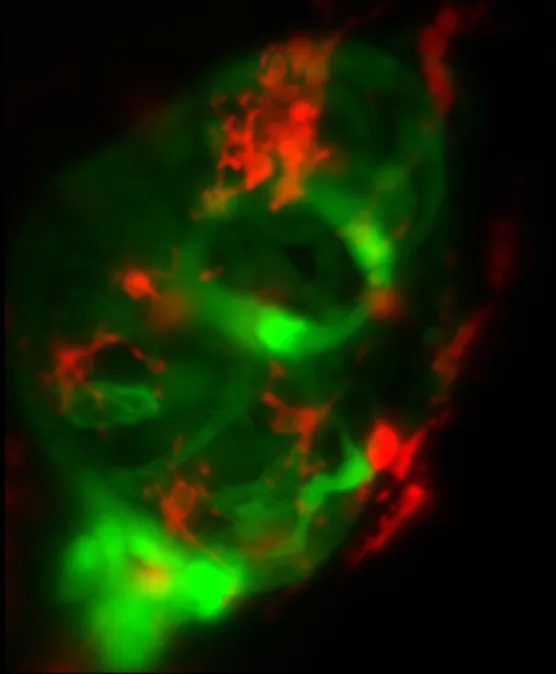 Third image of zebrafish