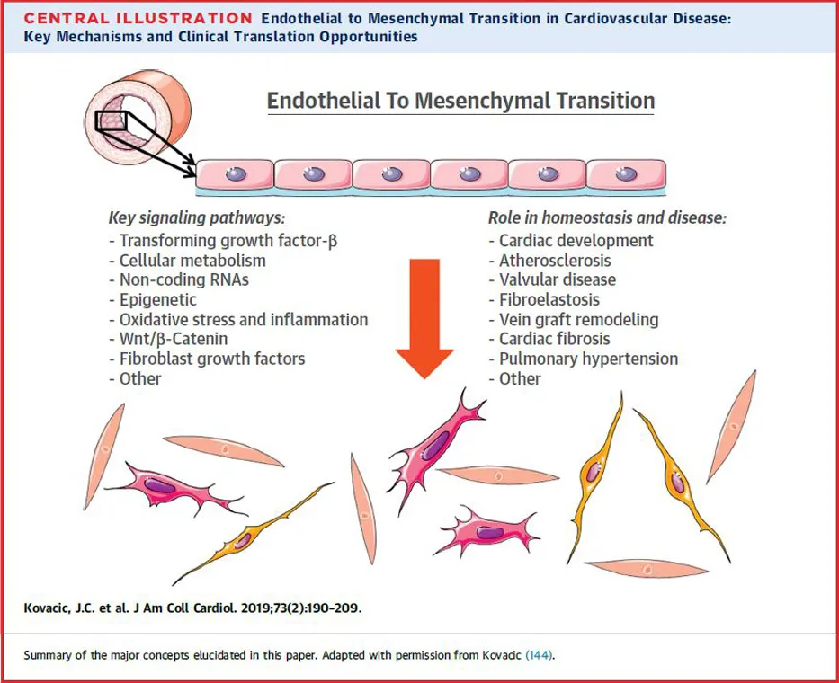 Endothelial to Mesenchymal Transition