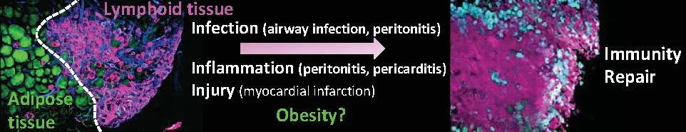 Diagram of lymphoid and adipose tissue, leading to immunity repair