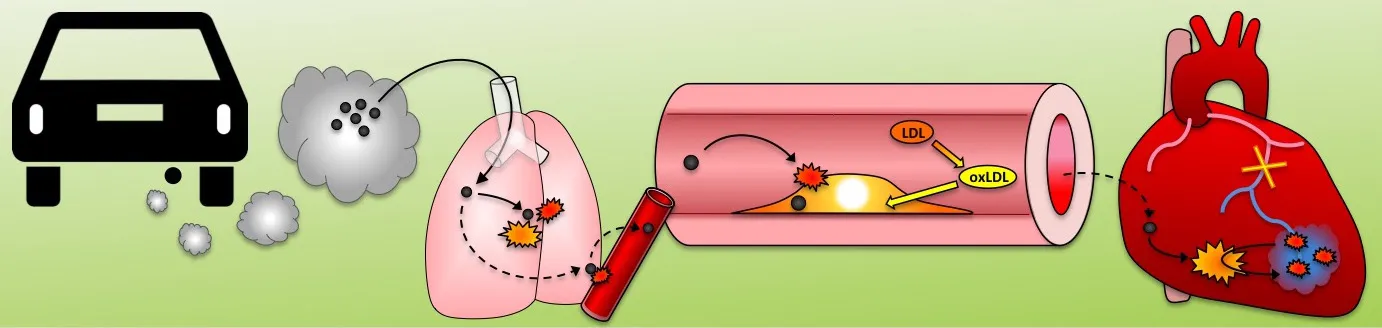Diagram of nanoparticles from air pollution