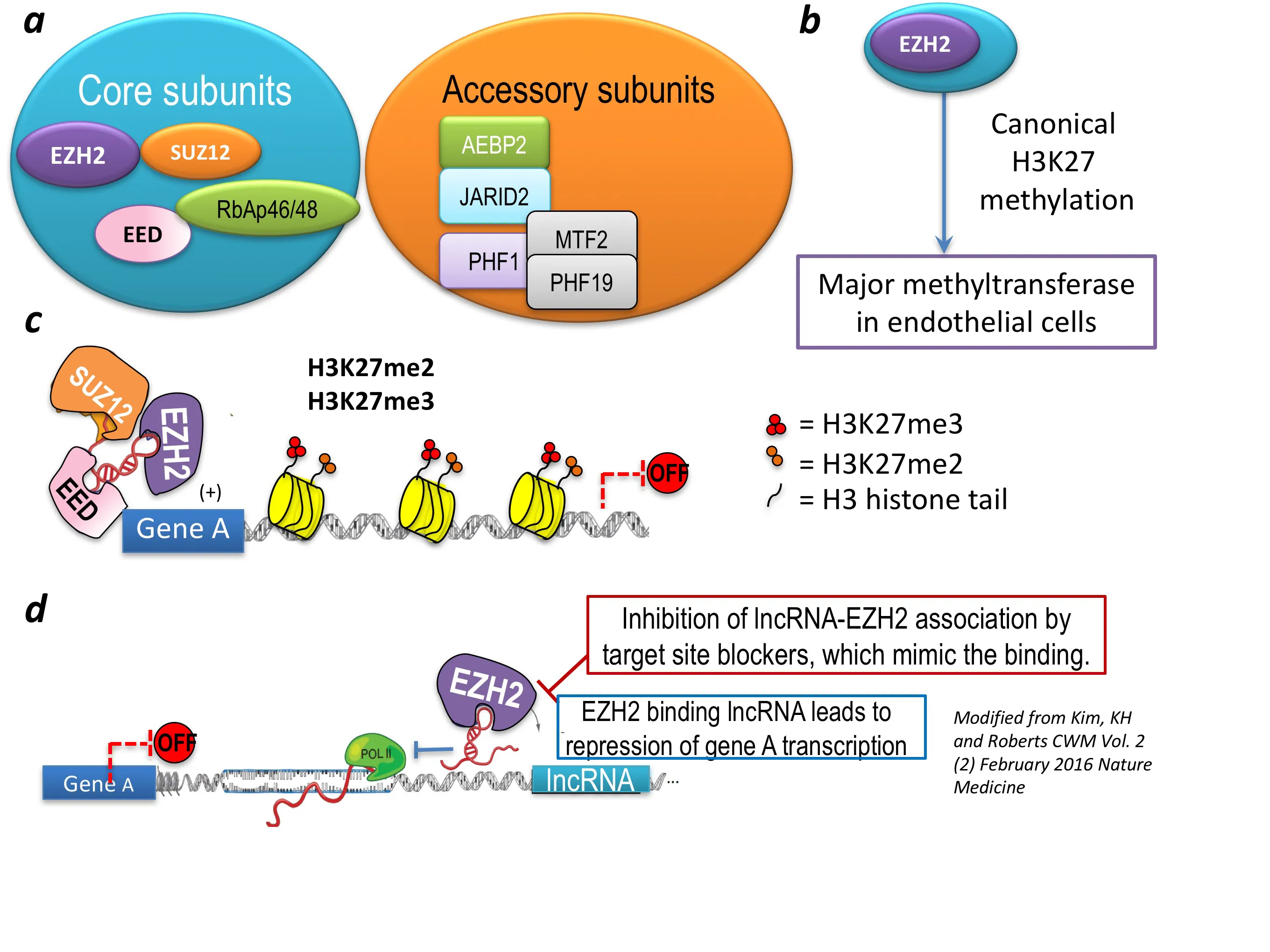 RNA schematic