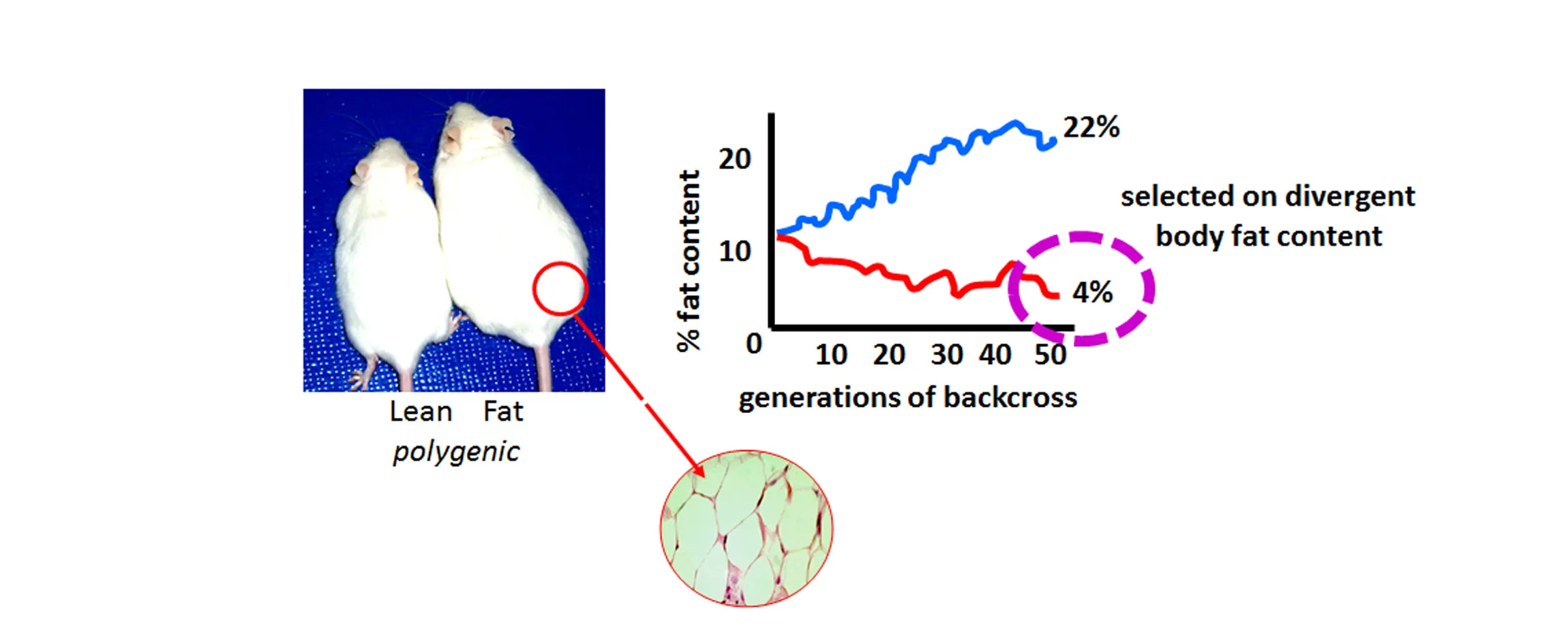 image of two mice, one lean, one fat, and a graph of body fat content