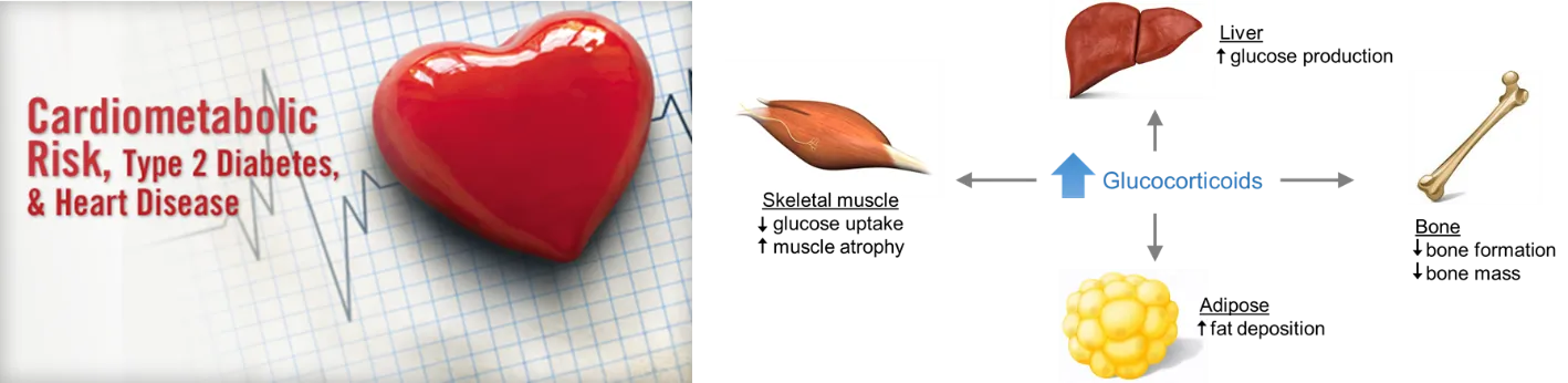 diagram of glucocorticoids