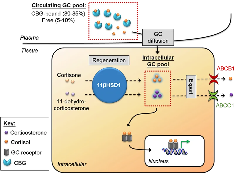 glucocorticoid regeneration diagram