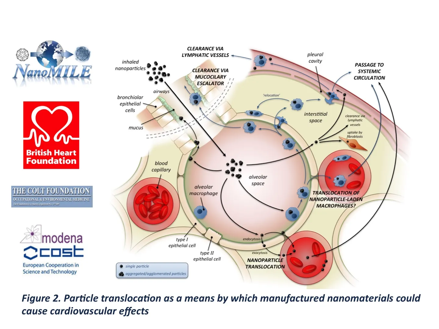 Particle translocation as a means by which manufactured nanomaterials could cause cardiovascular effects