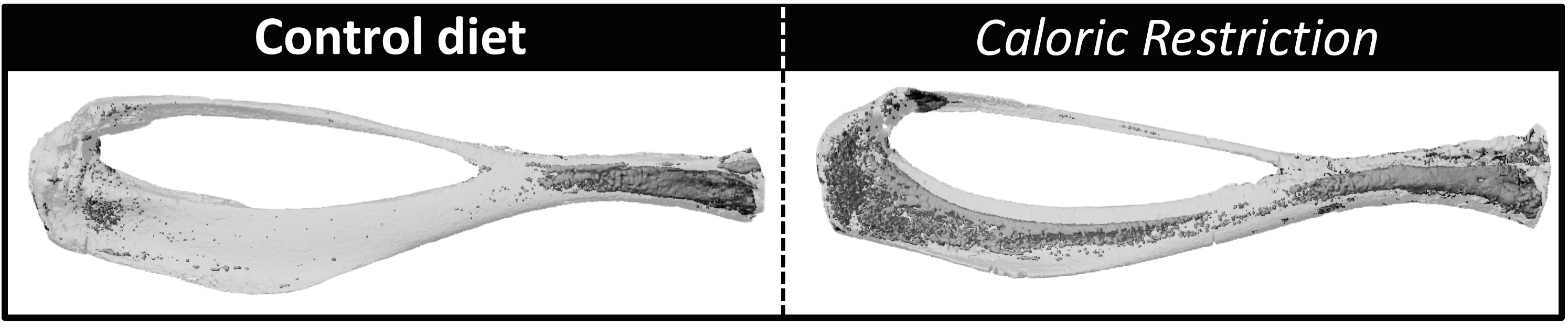 control diet vs caloric restriction