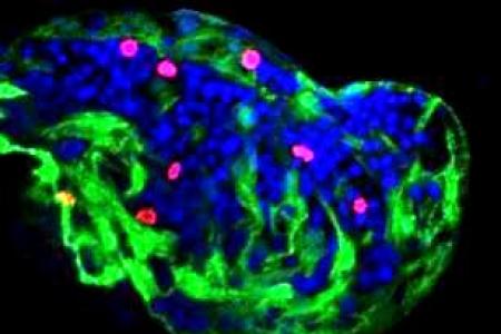 A close-up image of a zebrafish heart, showing heart muscle cells in the process of dividing