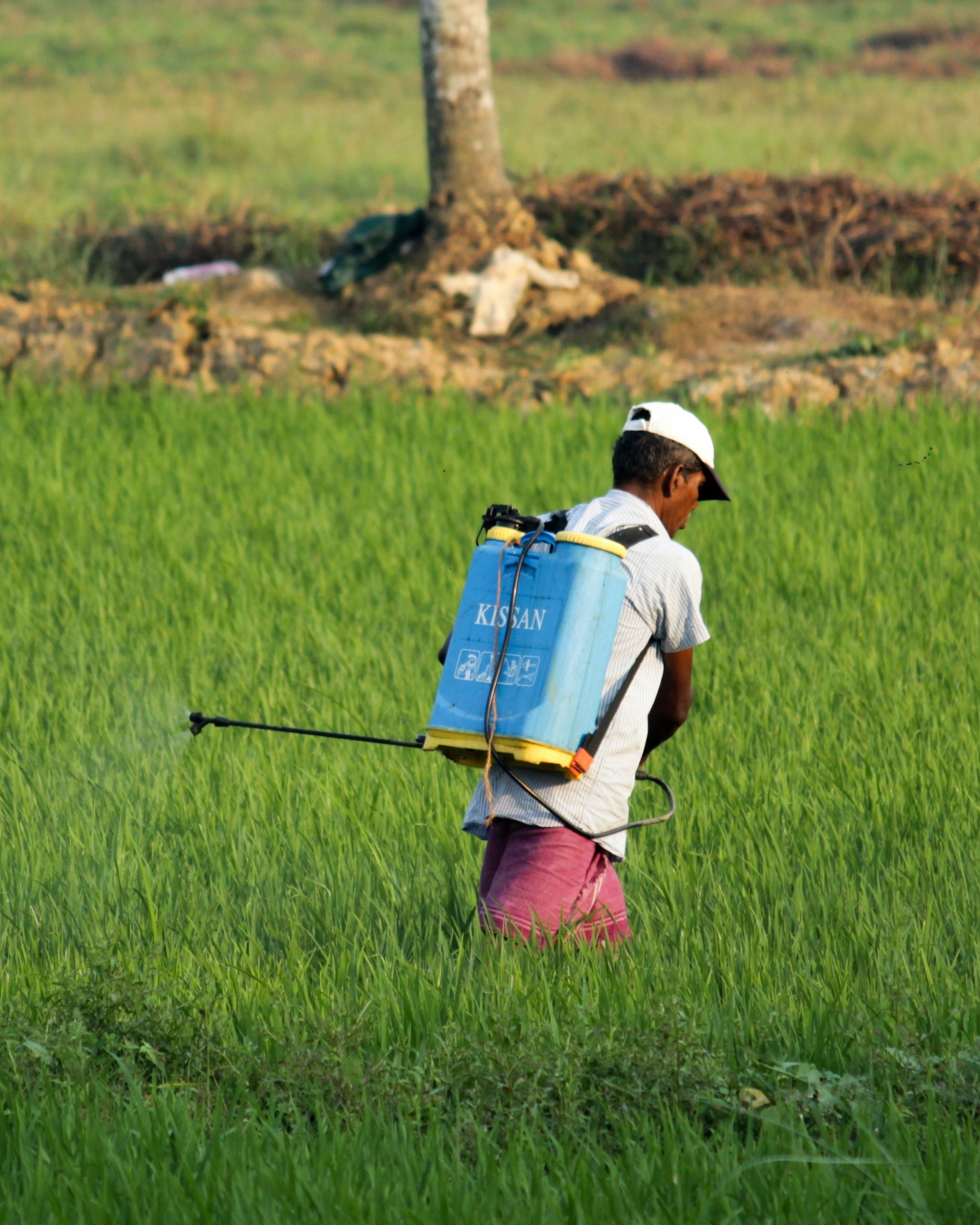 man spraying pesticide on field in India