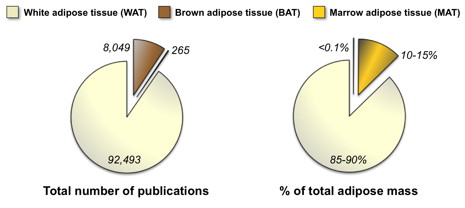 Figure1. Limited study of MAT, despite it being a major adipose depot.