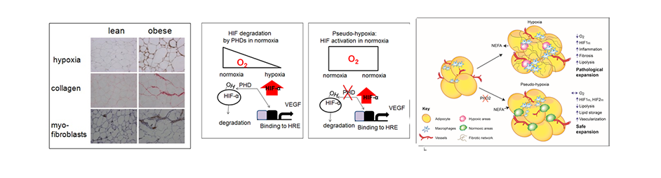 Adipocyte Oxygen Sensing diagram