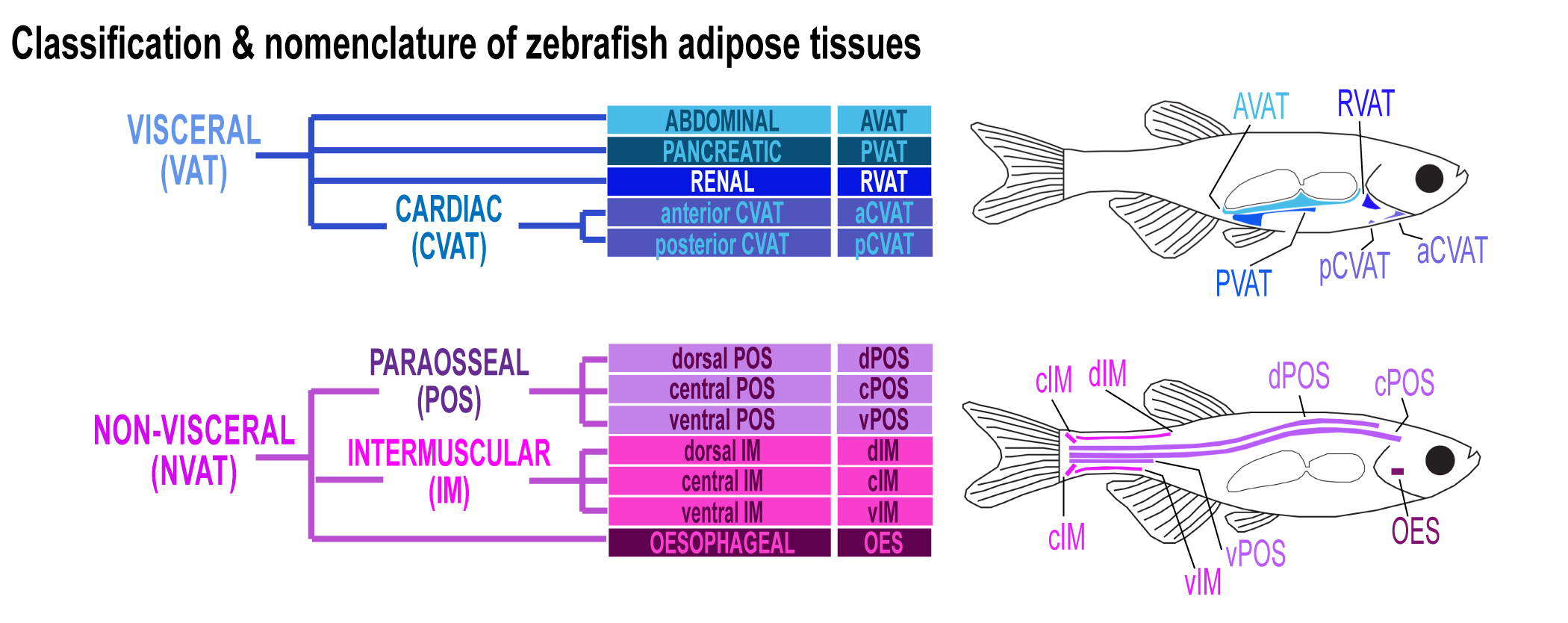 Classification and nomenclature of zebrafish adipose tissues